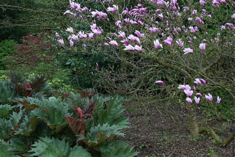 Magnolia 'Susan' – Ballyrobert Gardens