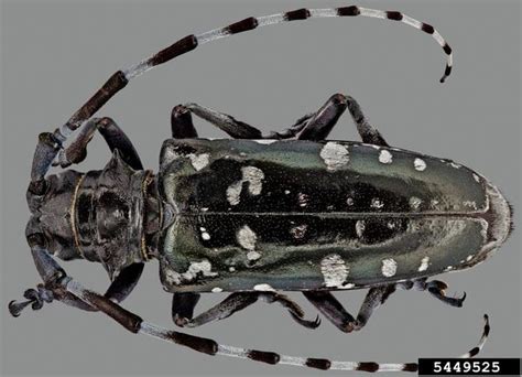 Asian Long-Horned Beetle | Center for Invasive Species Research