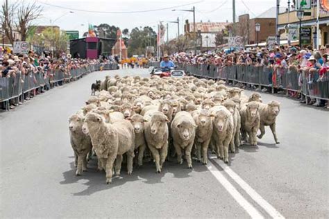 Home - Boorowa Irish Woolfest