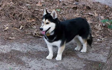 Husky Corgi Mix For Adoption | PETSIDI