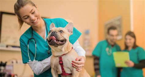 Rabies Vaccines for Dogs: Everything You Need to Know