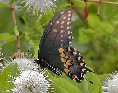 Black Swallowtail: Facts, Characteristics, Habitat and More | Animal Place