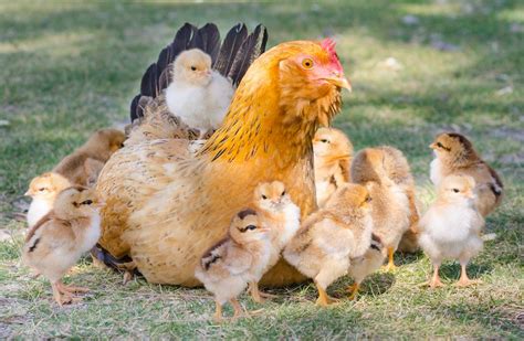 Things to Consider Before Hatching Chicks - The Poultry Pages