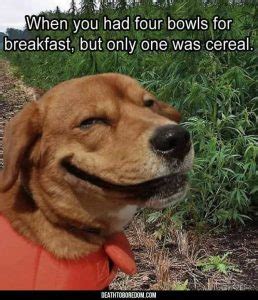 Top 105 + Animal smiling meme - Lifewithvernonhoward.com