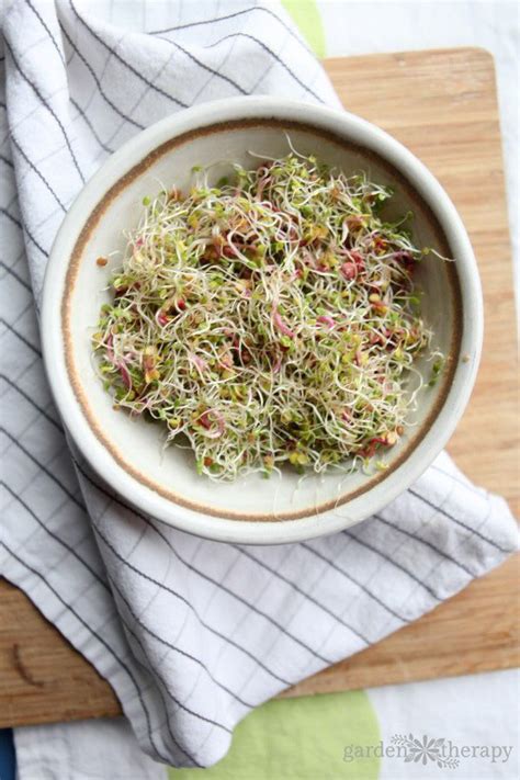 The Best Sprouts to Eat and How to Grow Them from Seed | Sprouting seeds, Sprout recipes ...