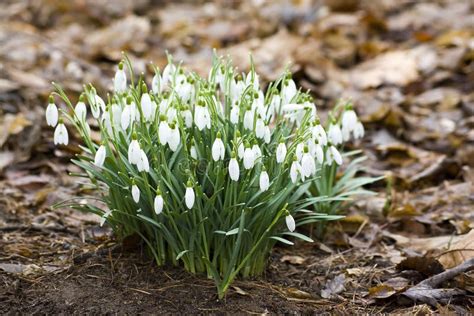 Snowdrops - spring flowers stock image. Image of snowdrop - 8372263