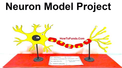 Neuron Model Labeled