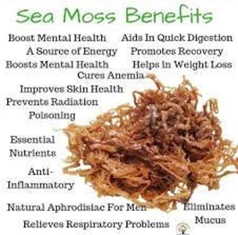 Dr Sebi Sea Moss capsules 100 Vegetable Capsules Best Around | Etsy