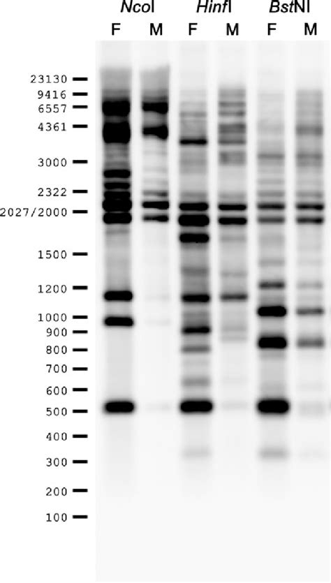 Southern blot hybridization patterns of O. hubbsi genomic DNA probed... | Download Scientific ...