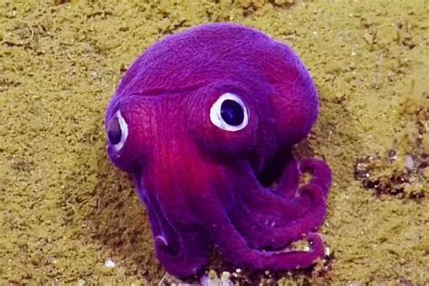 The adorable purple, googly-eyed stubby squid | Underwater creatures, Beautiful sea creatures ...