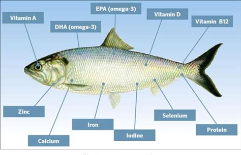 Figure 1 from Nutritional quality of fish food | Semantic Scholar