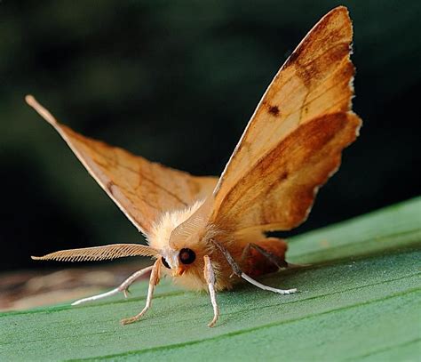 VAMPIRE MOTH | Moth species, Moth, Insects