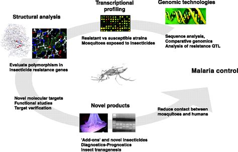 An Overview of Insecticide Resistance | Science