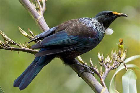 Related image | Tui bird, Birds, Bird