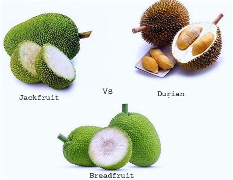 Jackfruit vs Durian vs Breadfruit | Balcony Garden Web