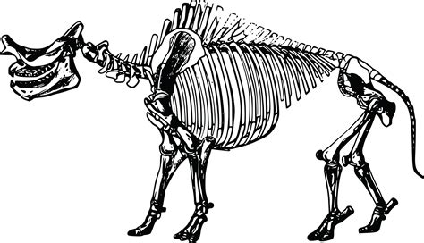 Free Clipart Of A dinosaur skeleton