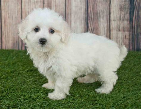 Maltipoo (Maltese x Poodle) Info, Temperament, Lifespan, Grooming, Puppies, Pictures