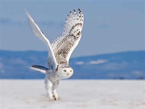 Snowy Owl wallpaper | 1600x1200 | #59089