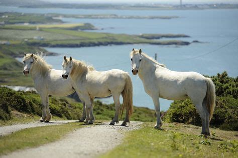 32 Anglesey Wildlife ideas | anglesey, wildlife, wales england