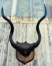 Antiques Atlas - A Large Pair Of African Kudu Horns Trophy, Mounted