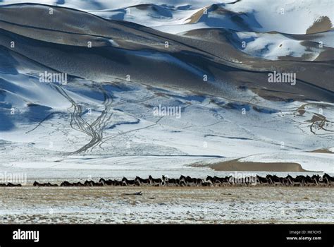 Tibetan Wild Ass (Equus hemionus kiang) herd standing alert in snowy plain with mountains behind ...