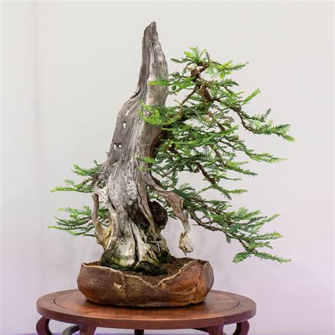 Redwood Empire Bonsai Society's 35th annual show - Bonsai Tonight