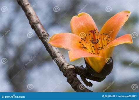 Bombax ceiba stock image. Image of travel, asian, tree - 66517487