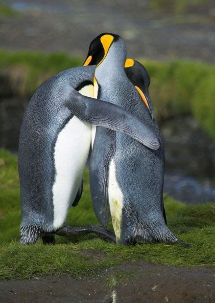 penguins hugging :+) | Penguins, Animals, Cute animals