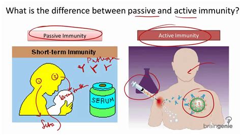 Artificial Passive Immunity Example - PPT - 11 Human health physiology 2 PowerPoint Presentation ...