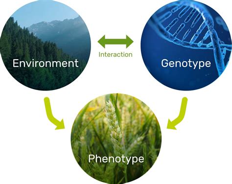 Plant Phenotyping - Emphasis