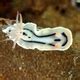 The Lochi Nudibranch - Whats That Fish!