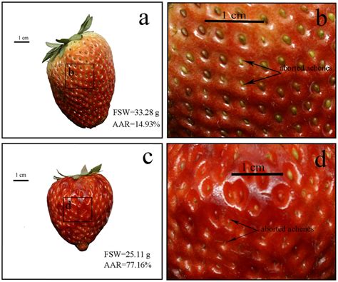 Strawberry fruits with similar fruit fresh weight (FSW) but different... | Download Scientific ...