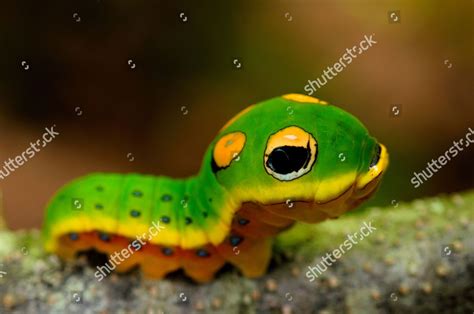 Spicebush Swallowtail Caterpillar Colourful Markings Fake Editorial ...