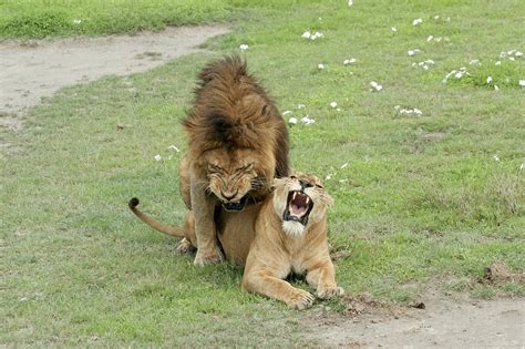 Lion And Lioness Mating Photograph by Photostock-israel - Pixels