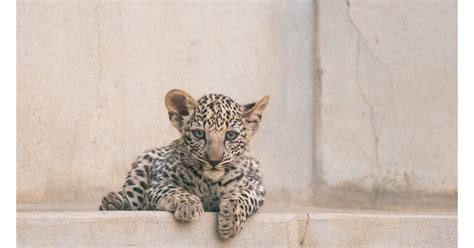 ROYAL COMMISSION FOR ALULA WELCOMES TWO ARABIAN LEOPARD CUBS