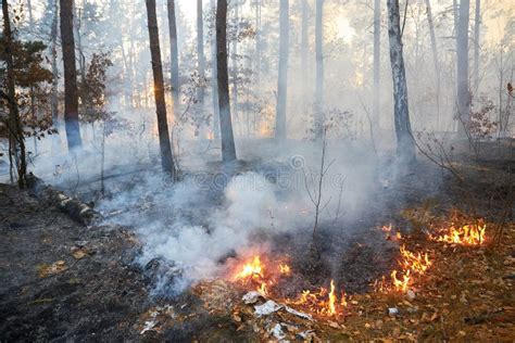 Forest Fire. a Lot of Smoke when Wildfire Stock Photo - Image of smoke ...