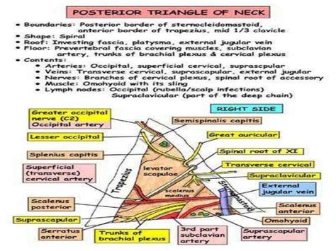 Posterior triangle of neck