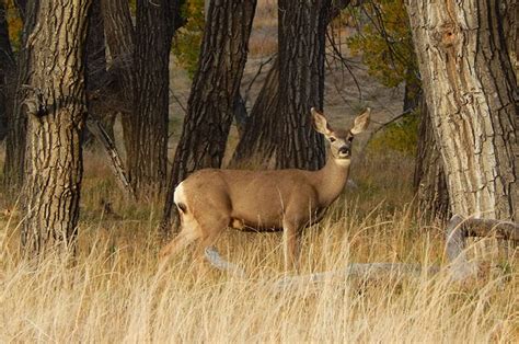 Mule Deer Habitat & Management Information - LandPKS