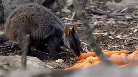 Three billion animals killed or displaced during Australian wildfires ...