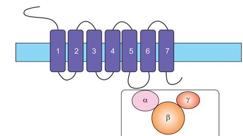 Physiology - G Protein Coupled Receptors - YouTube