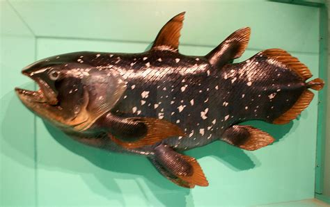 Louisville Fossils and Beyond: Coelacanth Fossil Fish