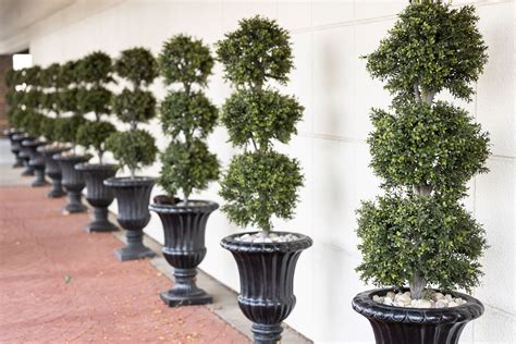 Topiary Eugenia 3-Ball Tree – Eureka Farms