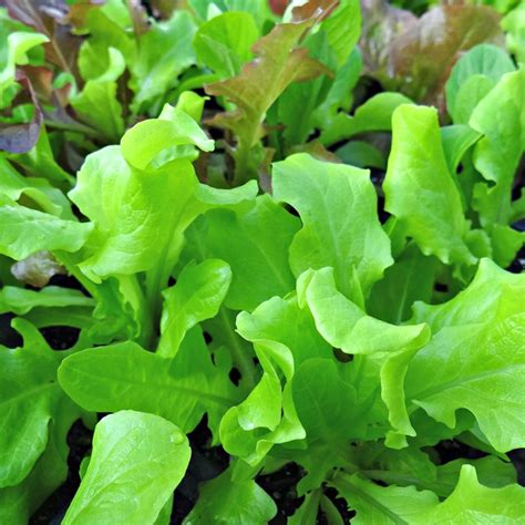 How to Grow Lettuce in Your Backyard Garden - Oak Hill Homestead