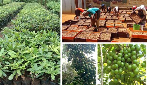 Rich Farm Kenya: Profitable Agribusiness Ideas in Fruit Farming: Professional Macadamia Farming ...