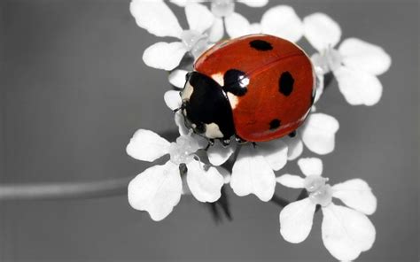 Cute Ladybug Wallpapers - WallpaperSafari