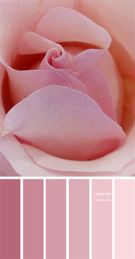 Pink Rose Colour Scheme | Shades of pink colour palette | Pink Combos