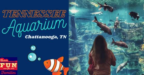 Tennessee State Aquarium | Nashville Fun For Families