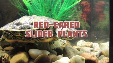 Best Aquatic Plants For Red-Eared Slider Turtles