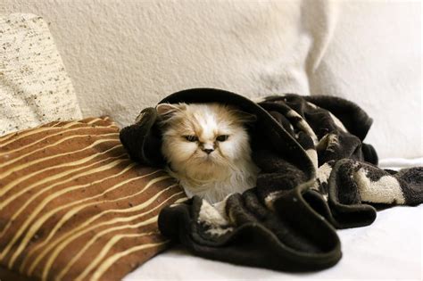 Help! What Cold Medicine is the best for Cat Flu. | Posts by mypetshopworld | Bloglovin’