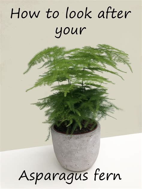 A simple care guide on how to look after your Asparagus fern. in 2020 | Asparagus fern, Plant ...